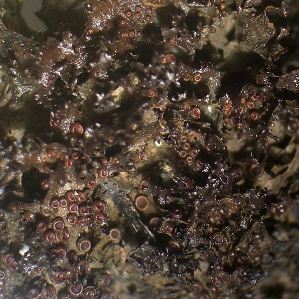 Leptogium lichenoides
