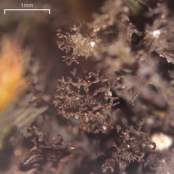 Leptogium lichenoides