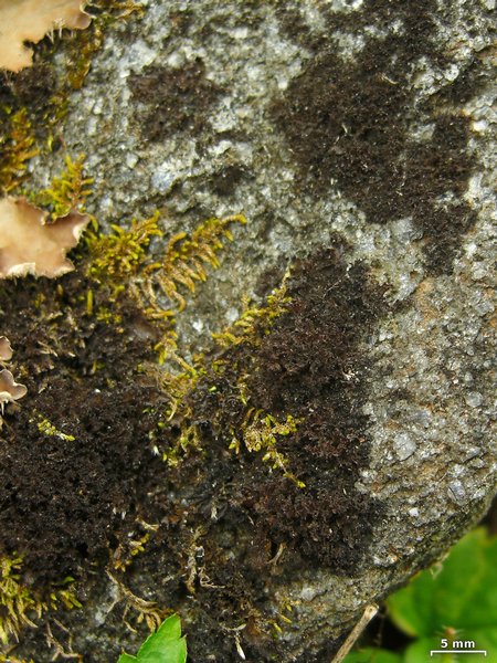 Leptogium lichenoides