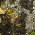Leptogium lichenoides
