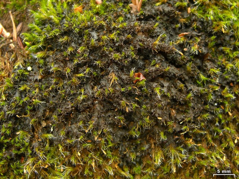 Leptogium lichenoides