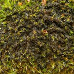 Leptogium lichenoides
