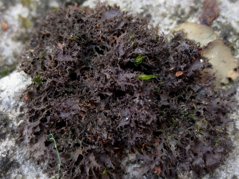 Leptogium lichenoides