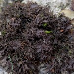 Leptogium lichenoides
