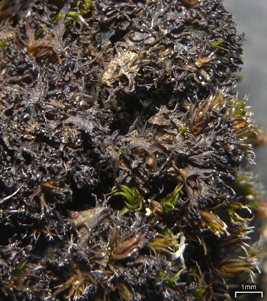 Leptogium lichenoides