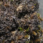 Leptogium lichenoides