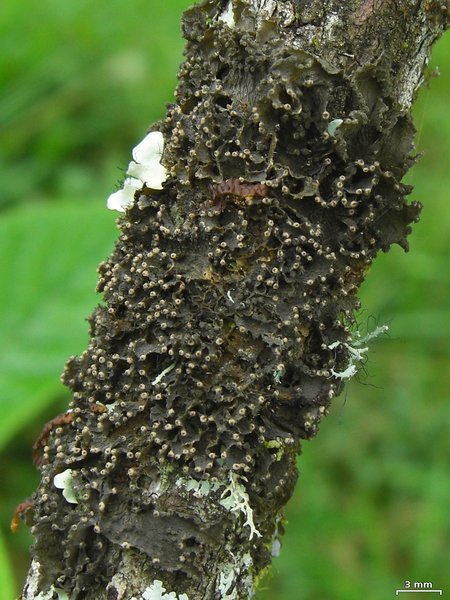 Leptogium marginellum