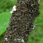 Leptogium marginellum