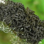 Leptogium marginellum