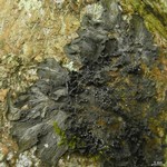 Leptogium marginellum