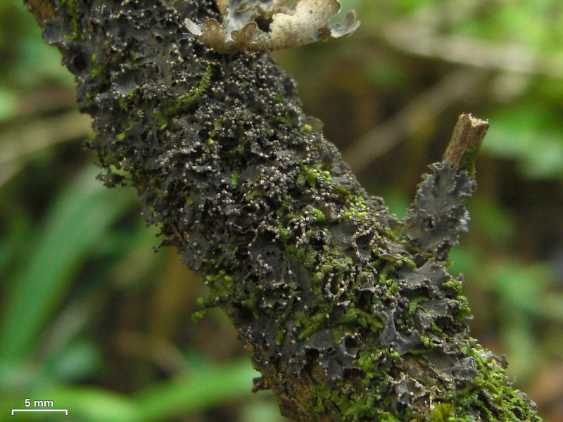 Leptogium marginellum