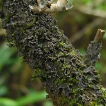 Leptogium marginellum