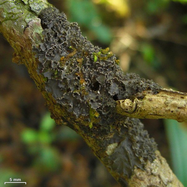 Leptogium marginellum