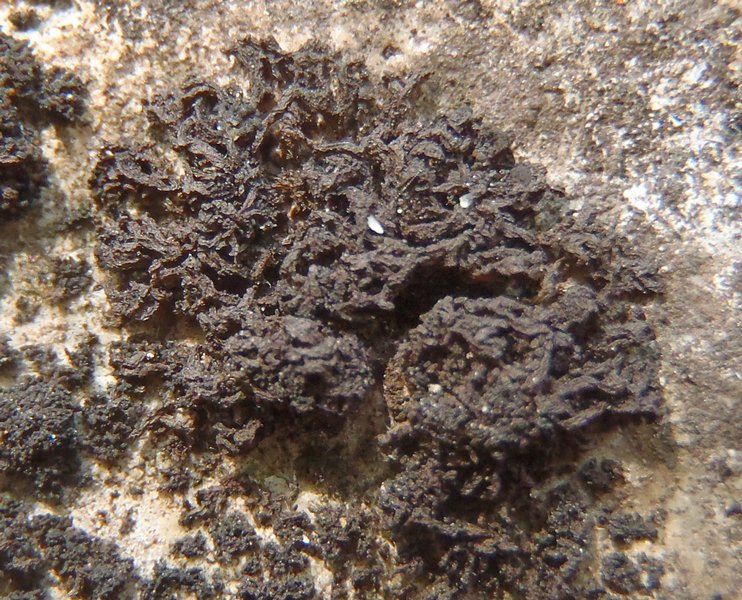 Leptogium massiliense