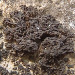 Leptogium massiliense