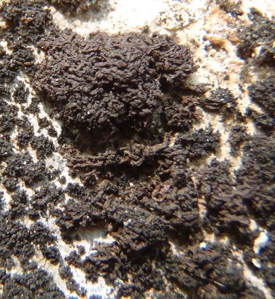 Leptogium massiliense