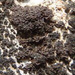 Leptogium massiliense