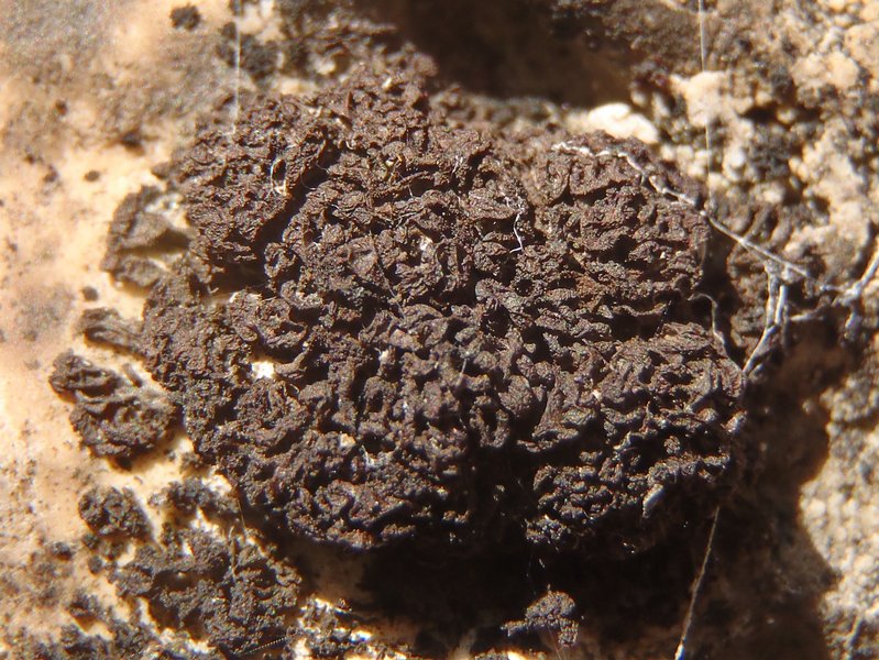 Leptogium massiliense