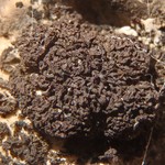 Leptogium massiliense