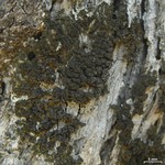 Leptogium milligranum