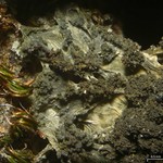 Leptogium milligranum