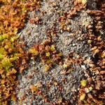 Leptogium nanum