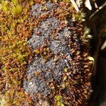Leptogium nanum