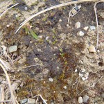 Leptogium nanum