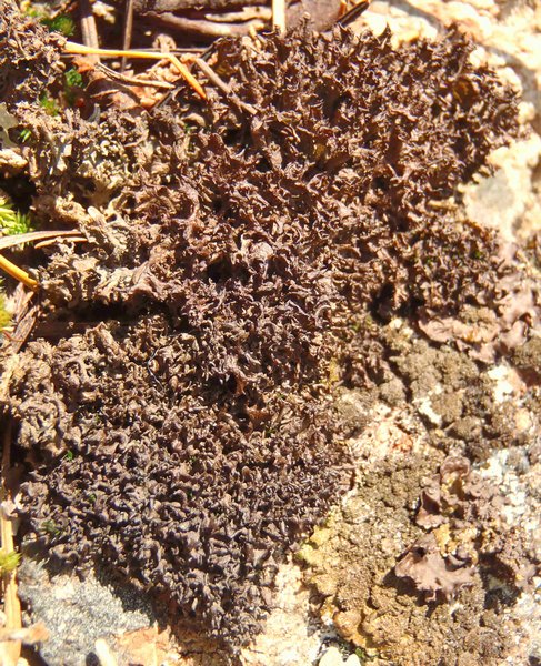 Leptogium palmatum