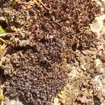 Leptogium palmatum