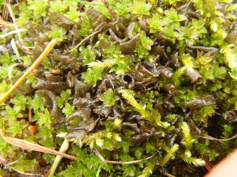 Leptogium palmatum