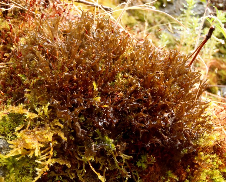 Leptogium palmatum