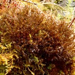 Leptogium palmatum