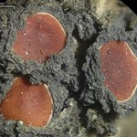 Leptogium phyllocarpum