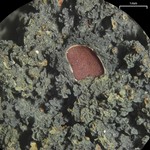 Leptogium phyllocarpum