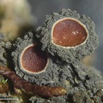 Leptogium phyllocarpum