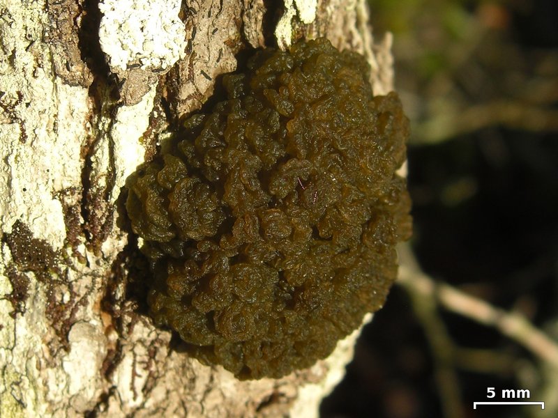 Leptogium phyllocarpum