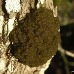 Leptogium phyllocarpum