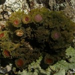Leptogium phyllocarpum