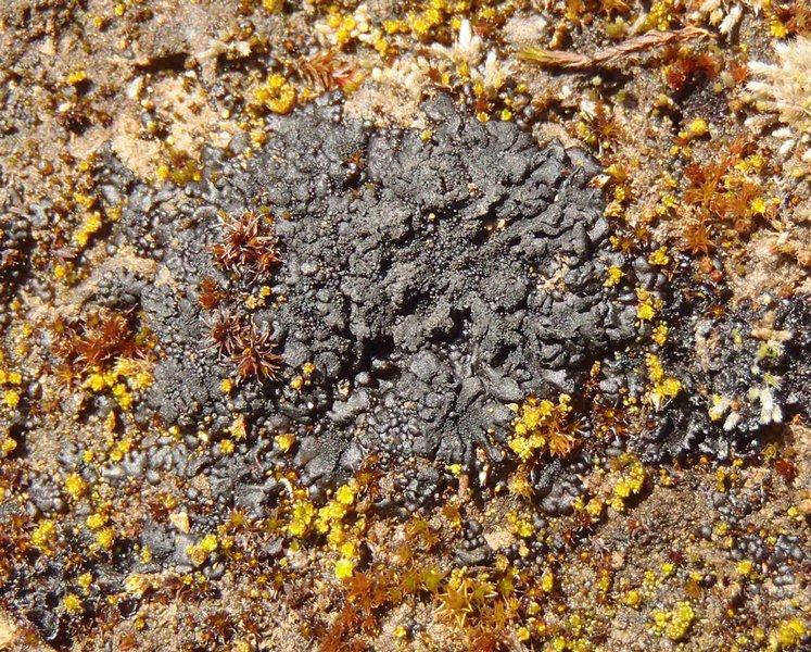 Leptogium plicatile