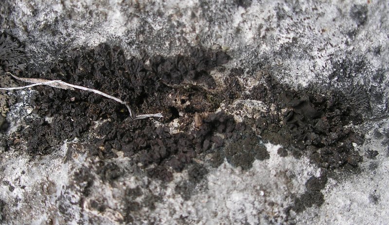 Leptogium plicatile