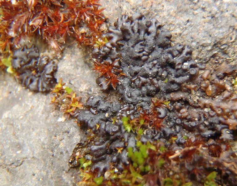 Leptogium plicatile
