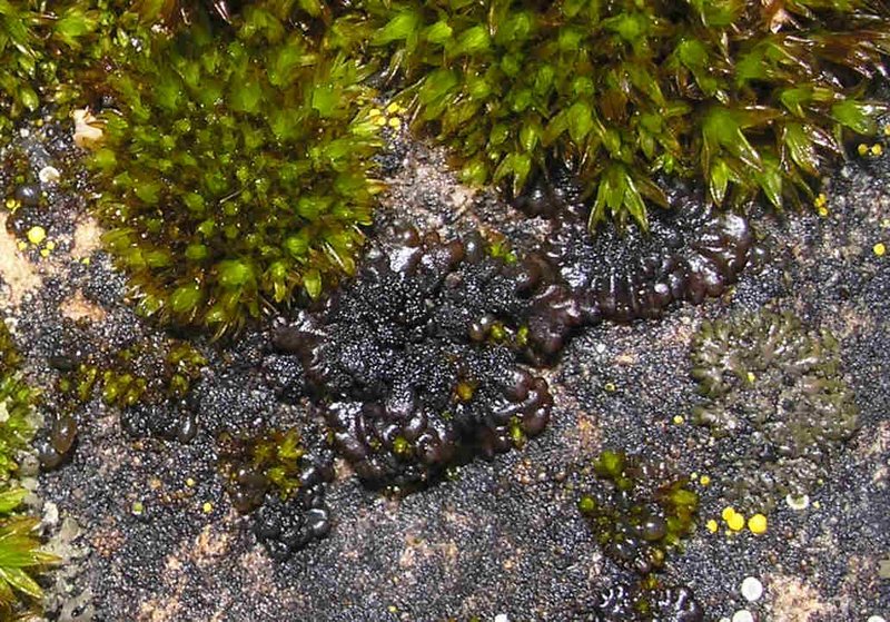 Leptogium plicatile