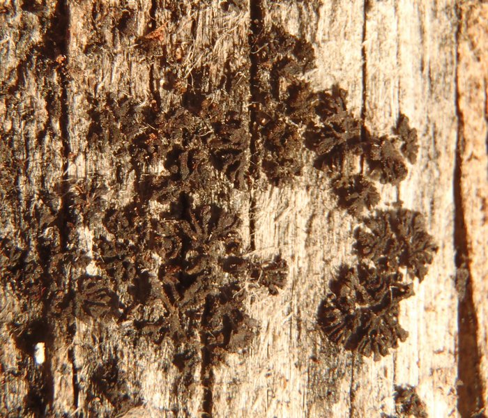 Leptogium plicatile