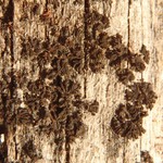 Leptogium plicatile
