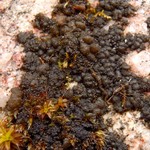 Leptogium plicatile