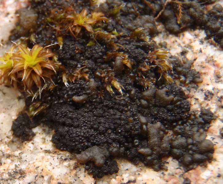 Leptogium plicatile