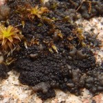 Leptogium plicatile
