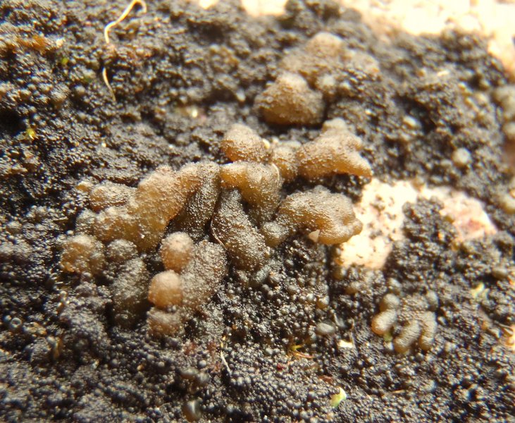 Leptogium plicatile