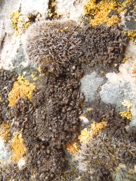 Leptogium plicatile